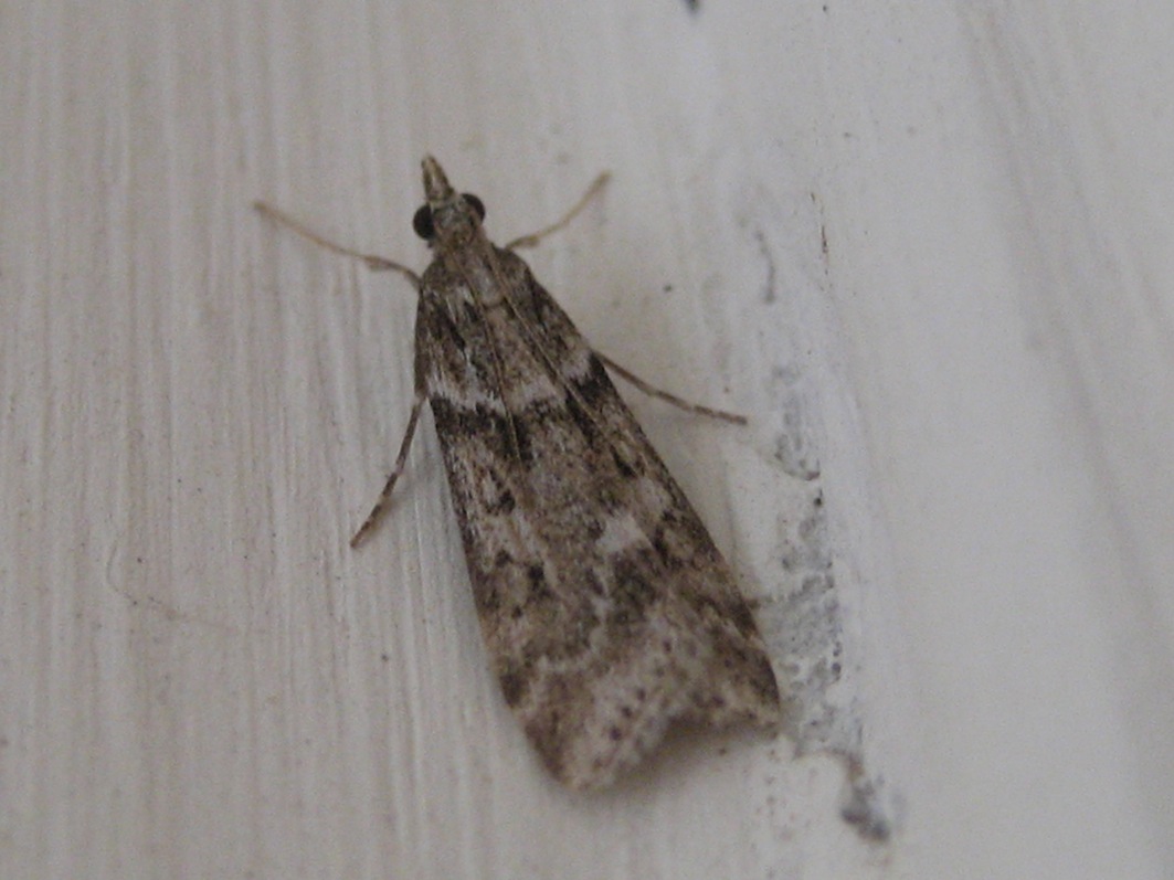 variabilit Eudonia angustea