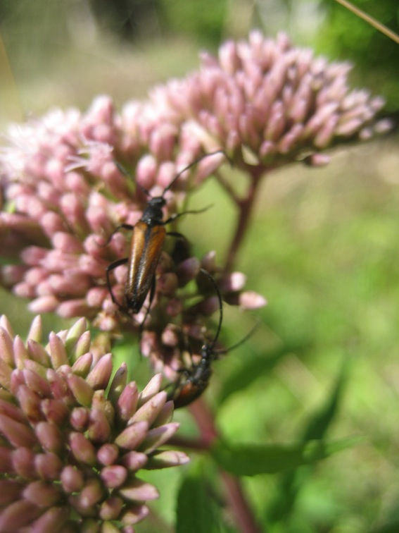 Cerambycidae
