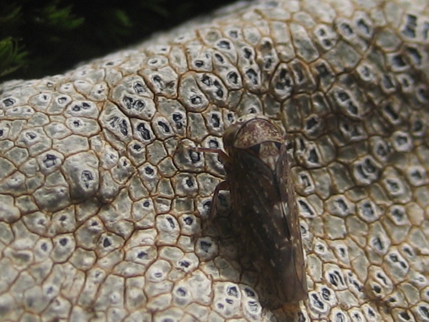 Acericerus sp. (Cicadellide)