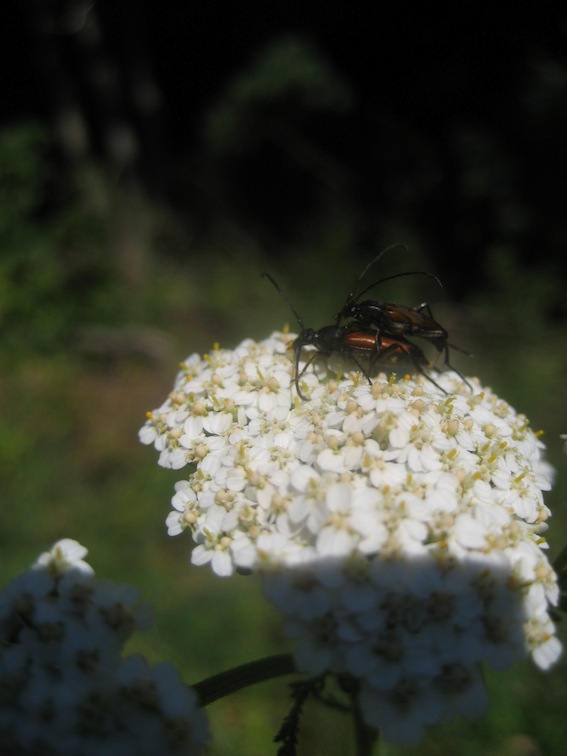 Cerambycidae