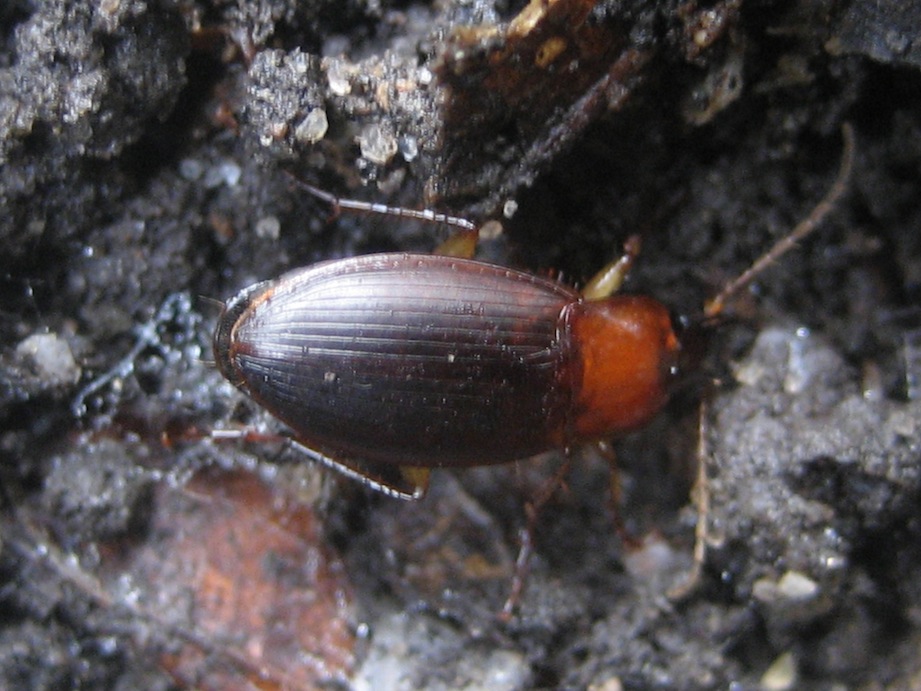 identificazione2 (Carabidae)