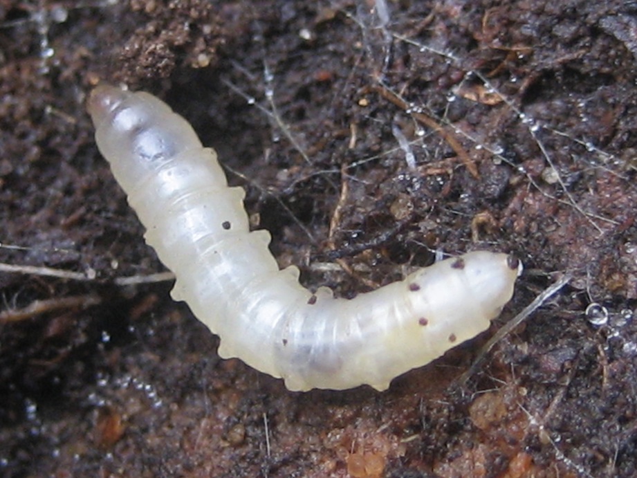 larva di dittero da identificare