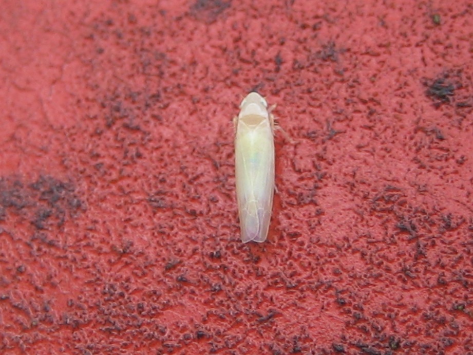 cicadellide (Typhlocybinae)