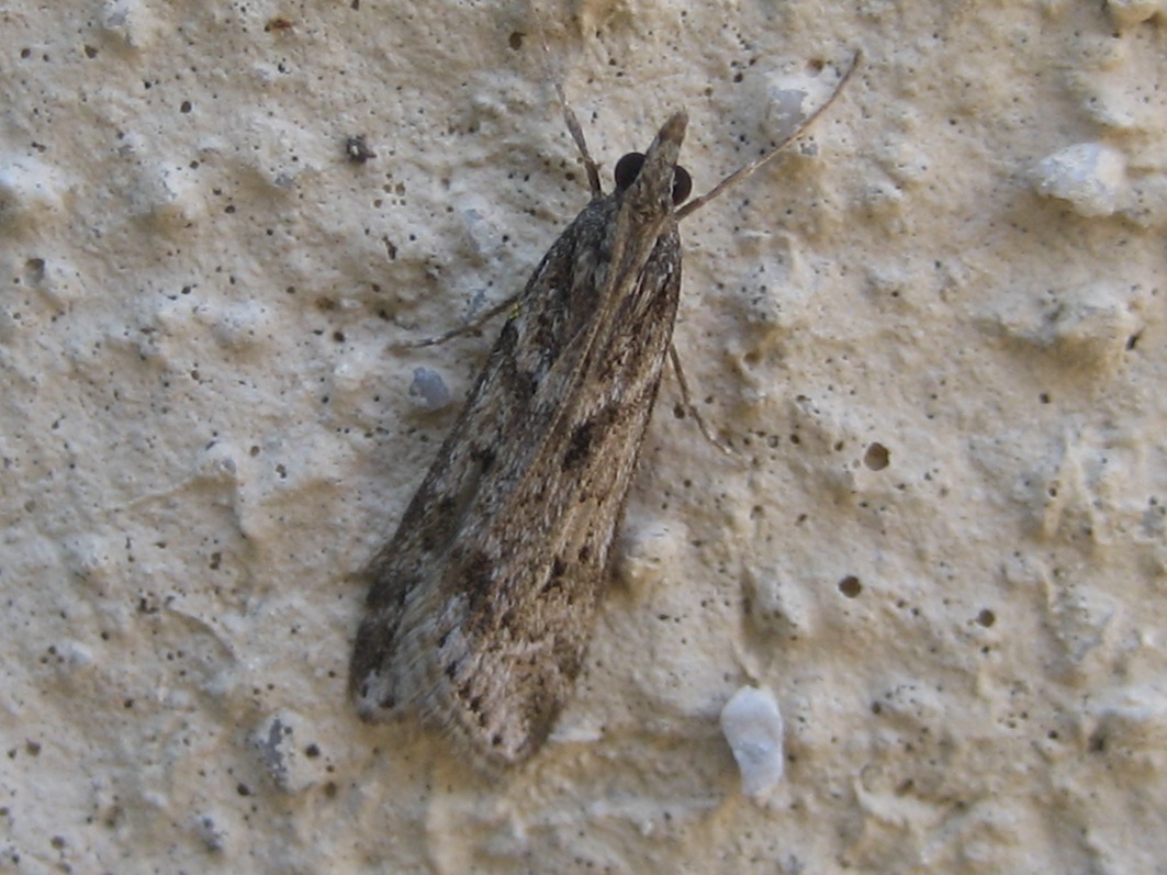 variabilit Eudonia angustea