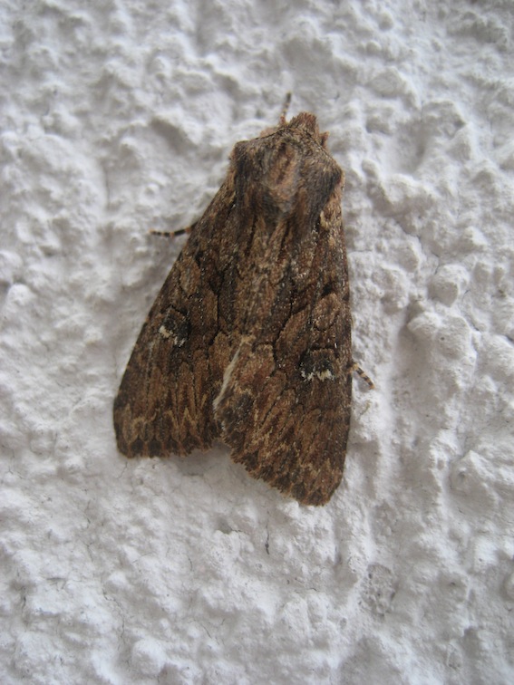 Noctuidae da id