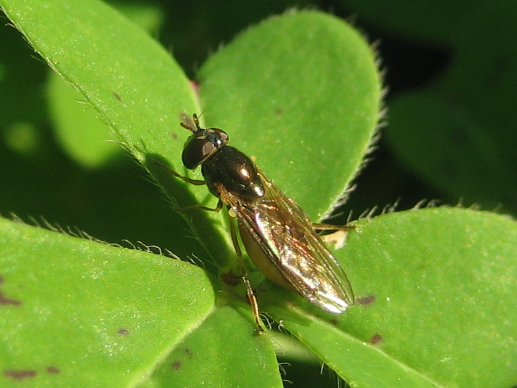piccolo sirfide da identificare