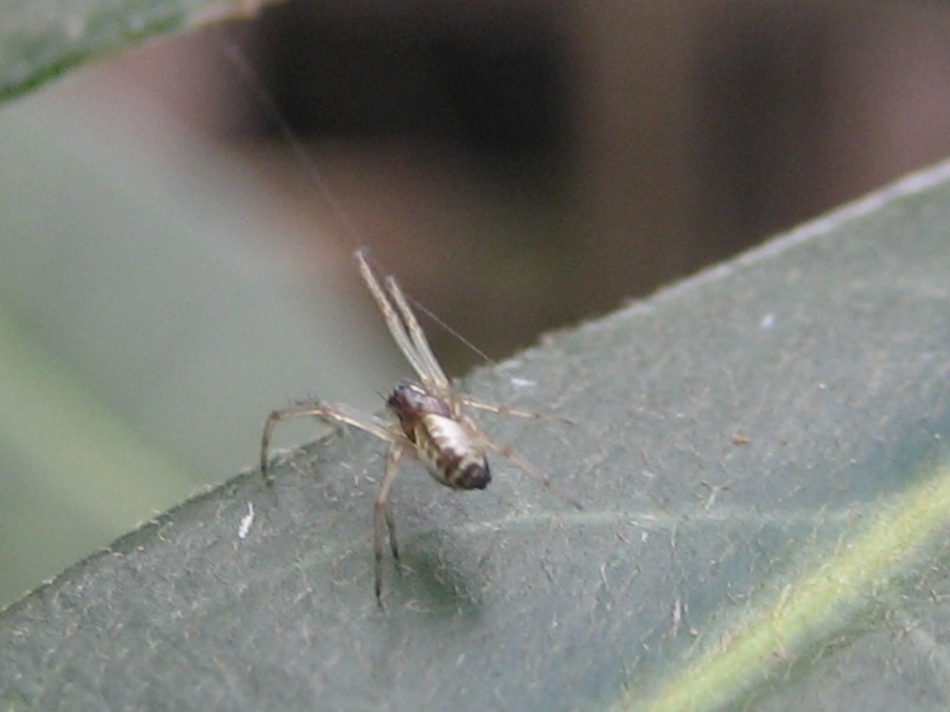 Linyphiidae