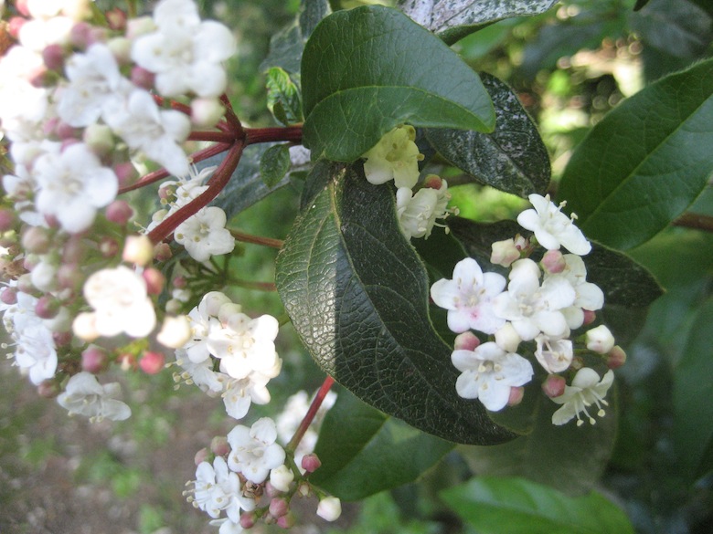 Viburnum tinus