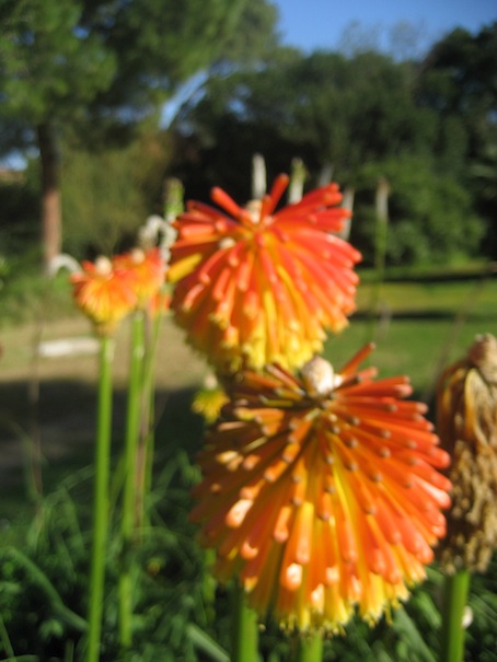 Kniphofia sp.