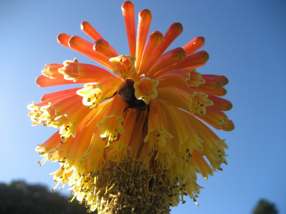 Kniphofia sp.