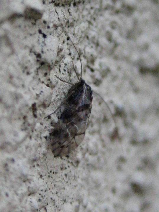 cicadellide?? No. Psocoptera