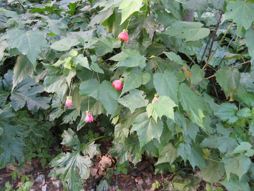 Abutilon grandiflora