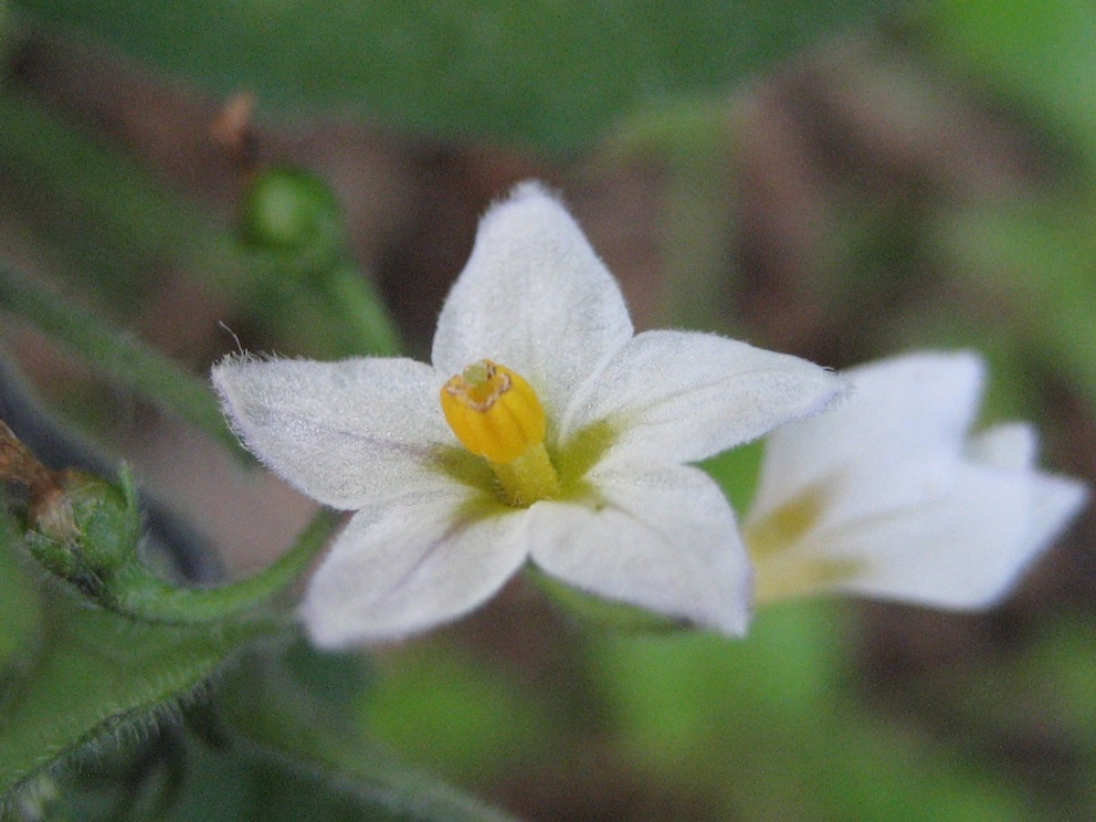 identificazione 2 - Solanum sp.
