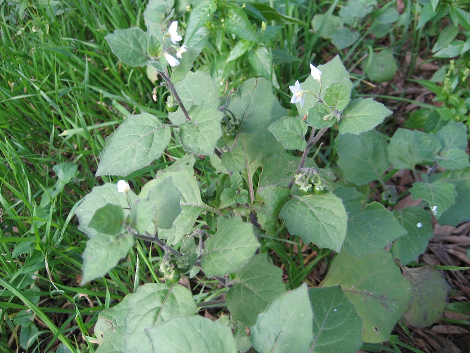 identificazione 2 - Solanum sp.
