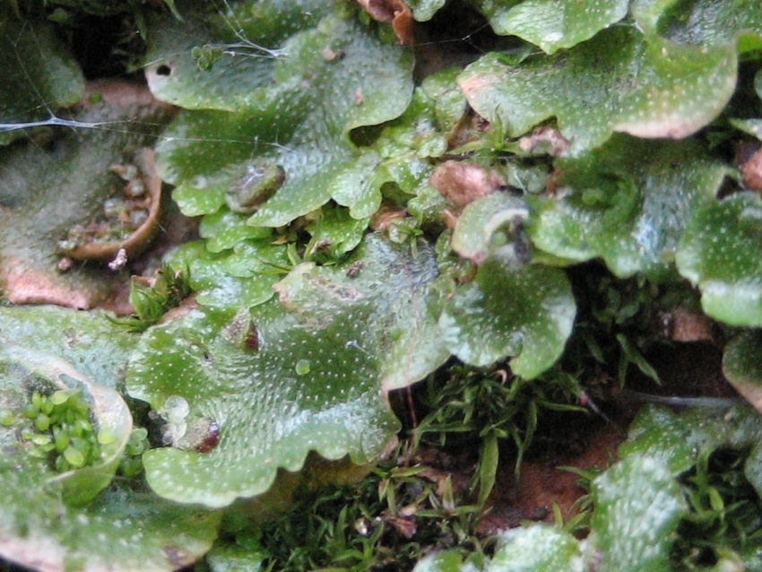 antocerota? no, Lunularia cruciata