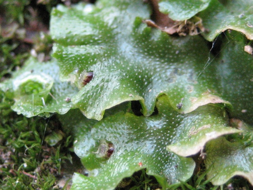 antocerota? no, Lunularia cruciata