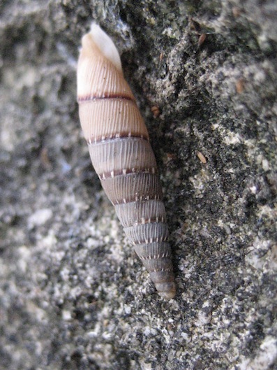 identificazione gasteropode