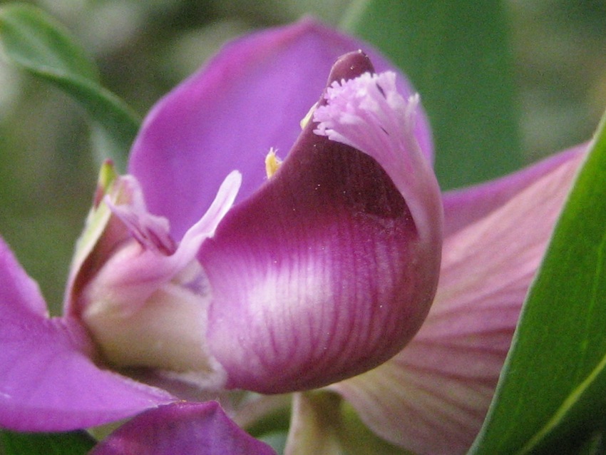Polygala myrtifolia