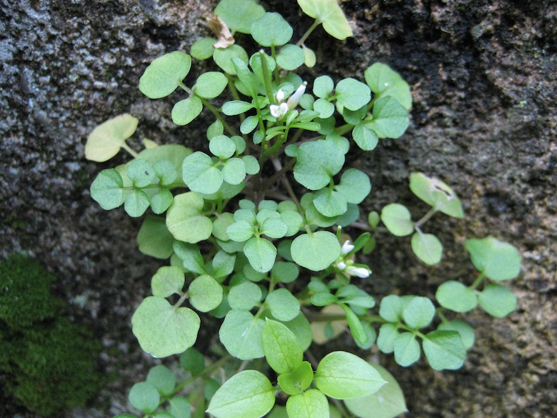 Cardamine hirsuta / Billeri primaticcio