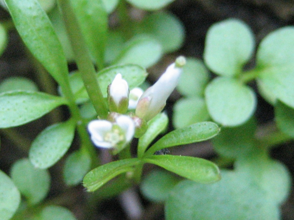 Cardamine hirsuta / Billeri primaticcio