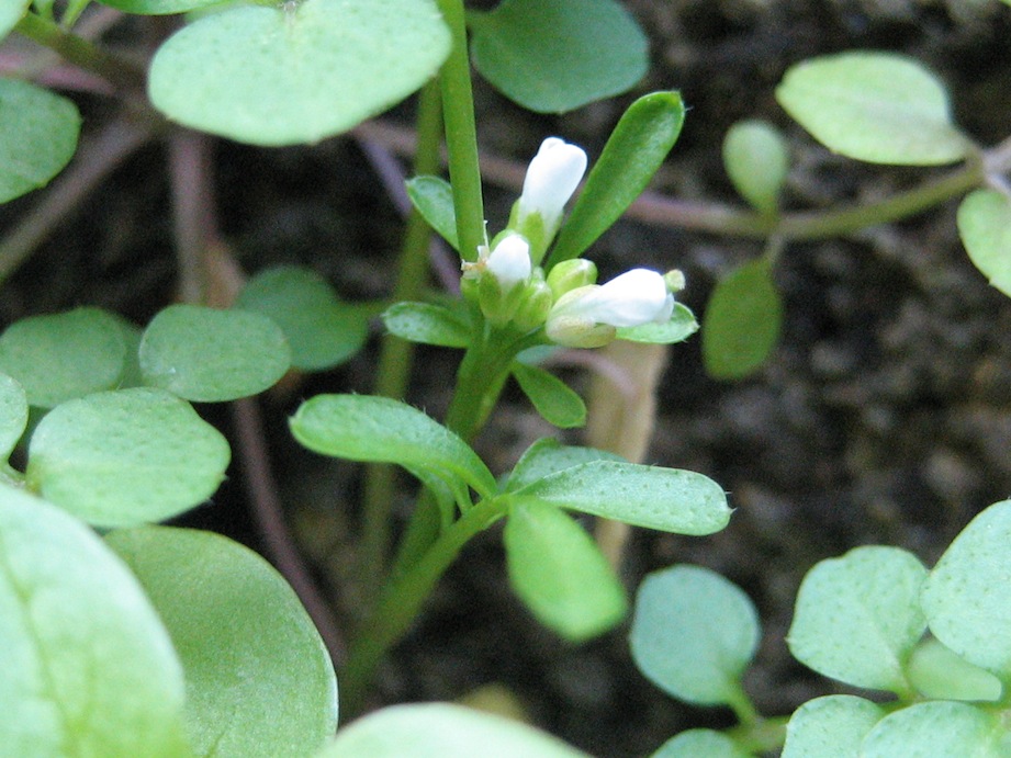 Cardamine hirsuta / Billeri primaticcio