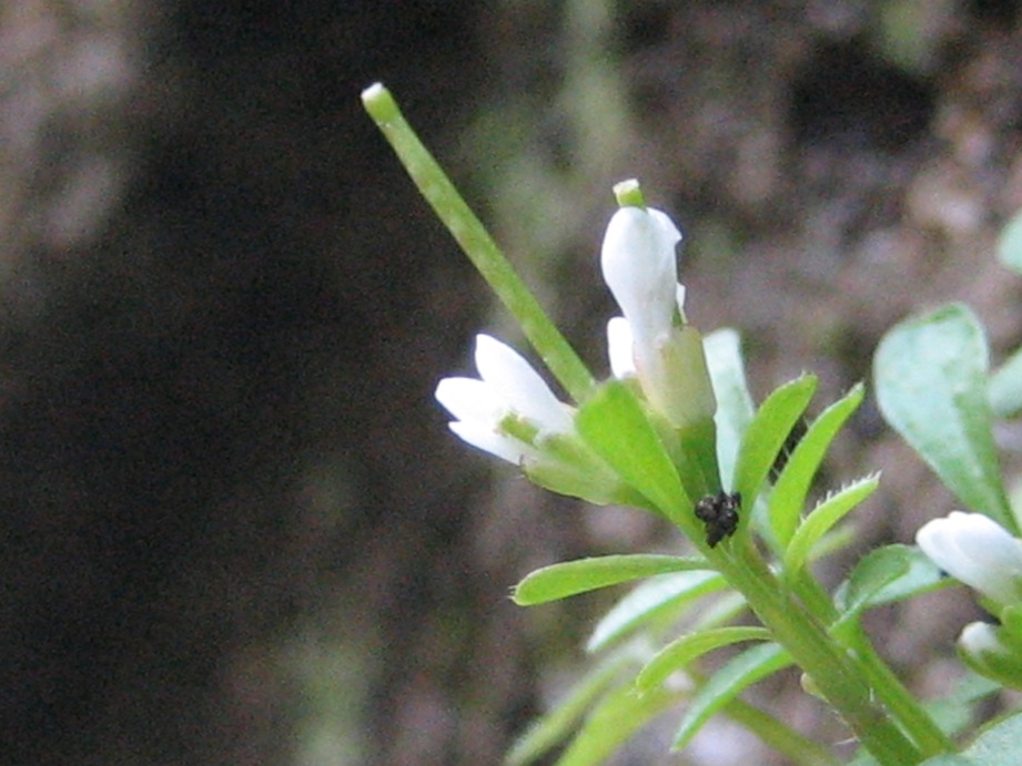 Cardamine hirsuta / Billeri primaticcio