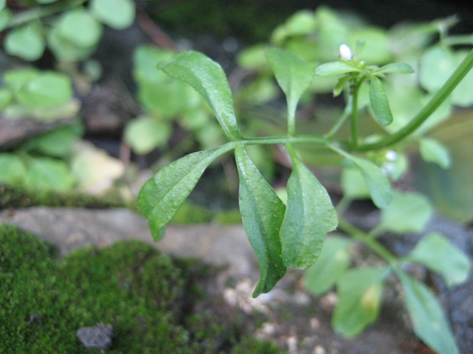 Cardamine hirsuta / Billeri primaticcio