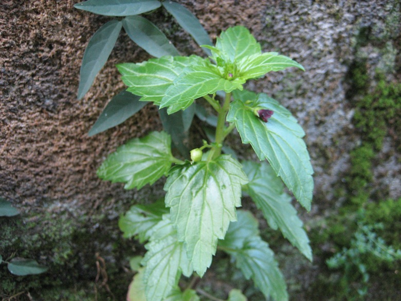 Scrophularia peregrina