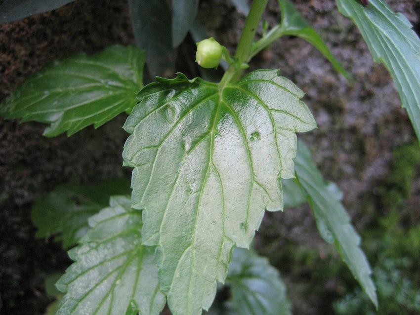 Scrophularia peregrina