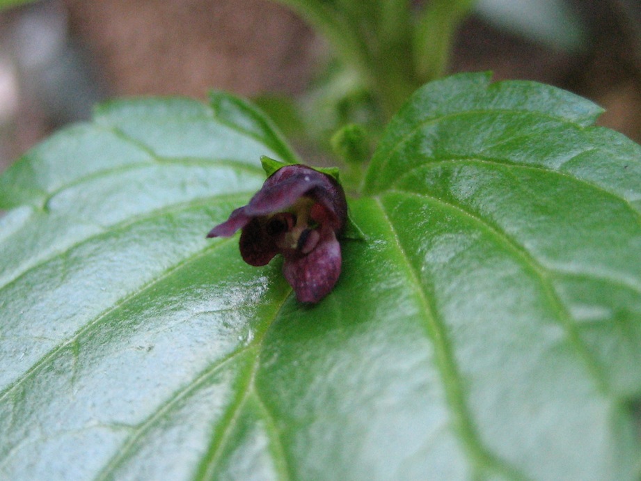 Scrophularia peregrina