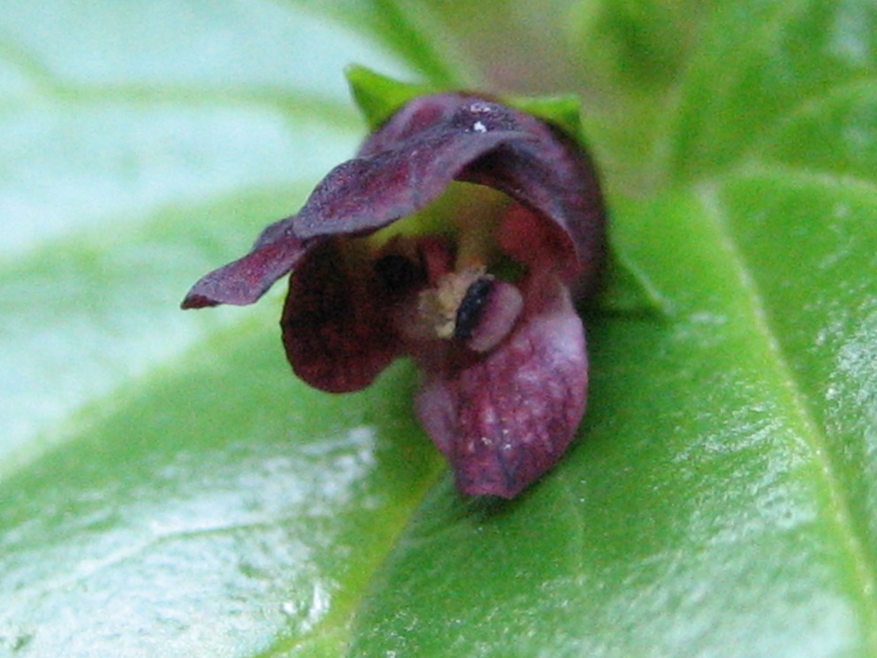 Scrophularia peregrina