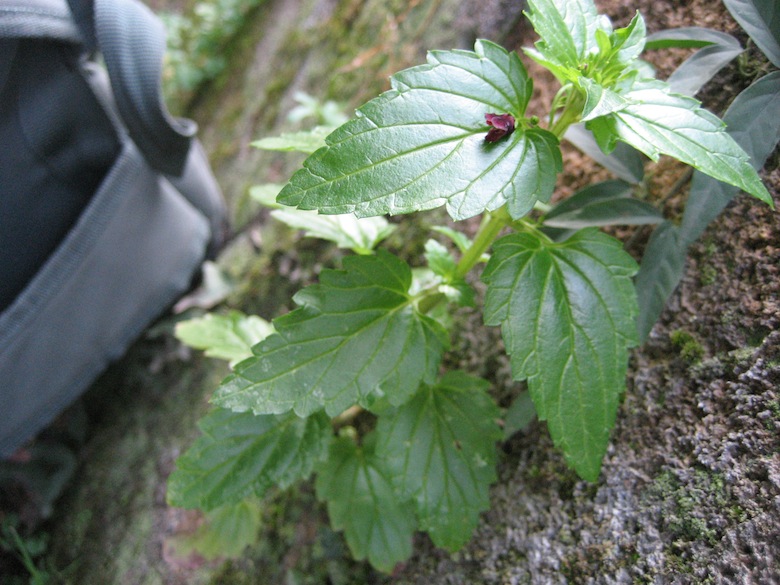 Scrophularia peregrina