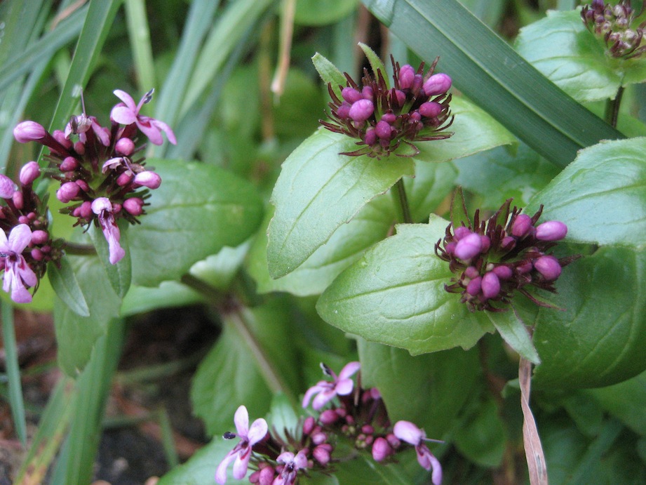 Fedia graciliflora / Lattughella