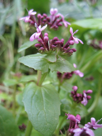 Fedia graciliflora / Lattughella