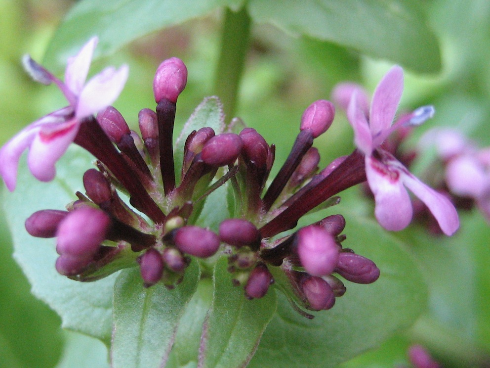 Fedia graciliflora / Lattughella