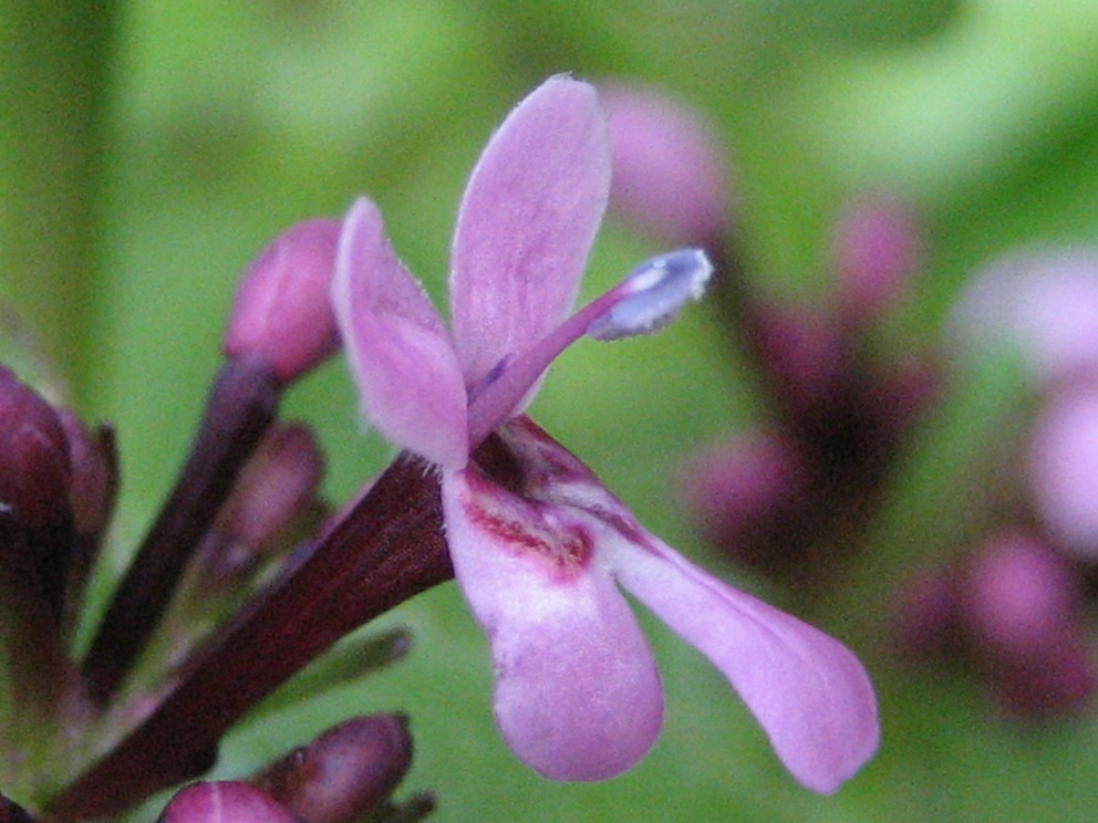 Fedia graciliflora / Lattughella