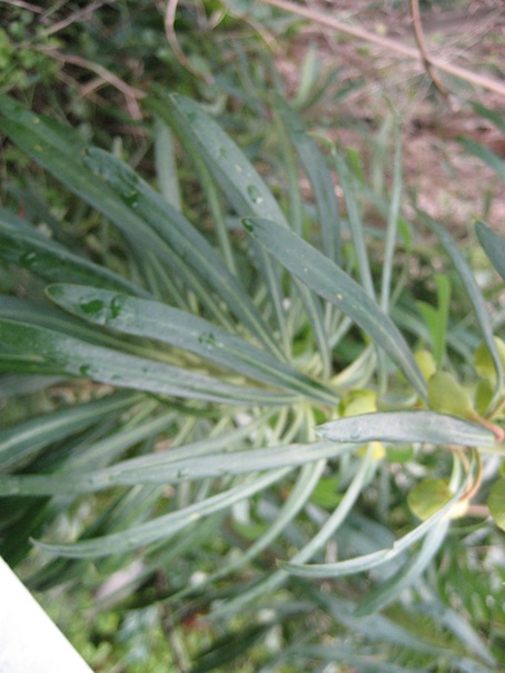 Euphorbia characias