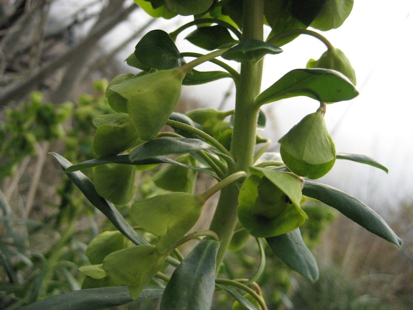 Euphorbia characias