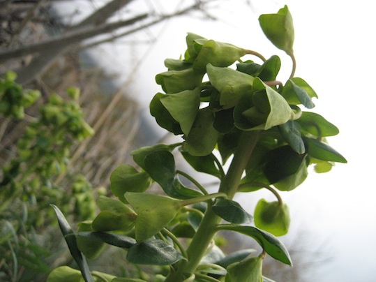 Euphorbia characias