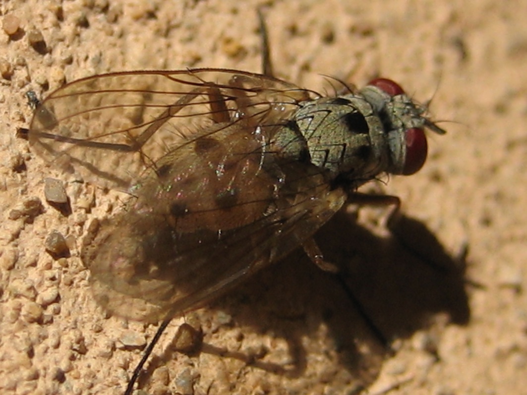 Helina clara (Muscidae)