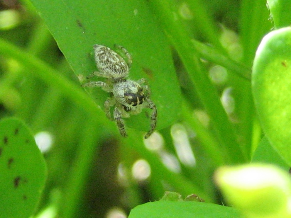 Macaroeris nidicolens