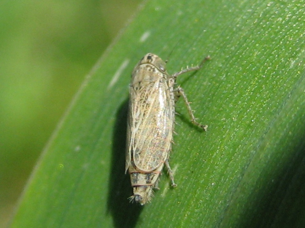 cicadellide: Euscelis sp. o Streptanus sp.