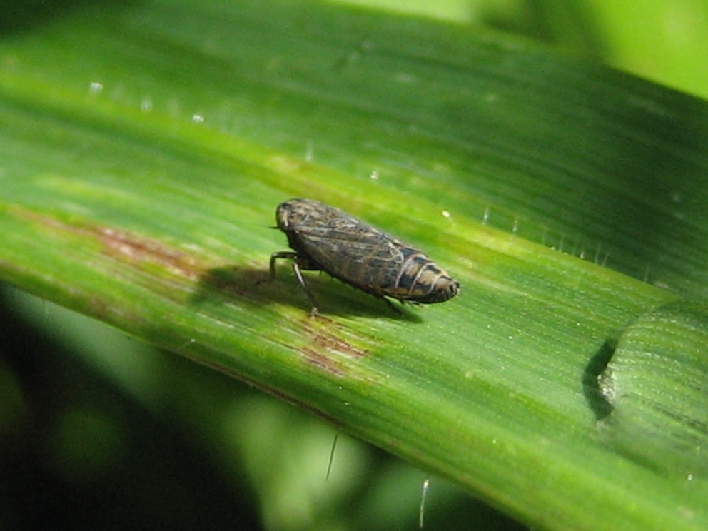 cicadellide: Euscelis sp. o Streptanus sp.