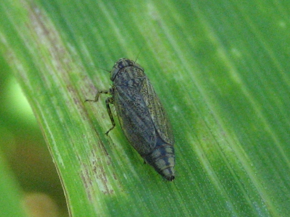 cicadellide: Euscelis sp. o Streptanus sp.