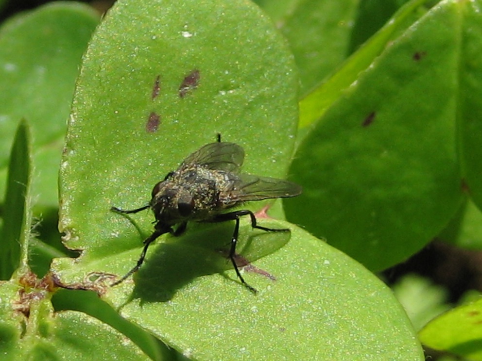 Pollenia sp.