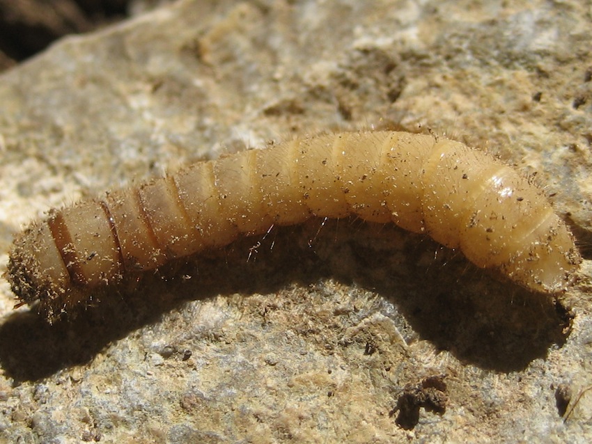 larva di Tenebrionidae