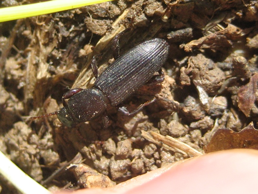 Centorus (Belopus) elongatus ecalcaratus