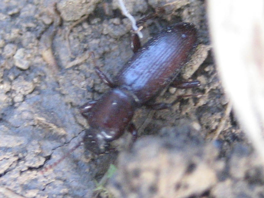 Centorus (Belopus) elongatus ecalcaratus