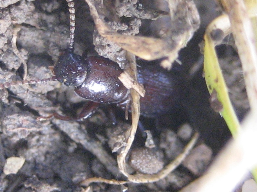 Centorus (Belopus) elongatus ecalcaratus