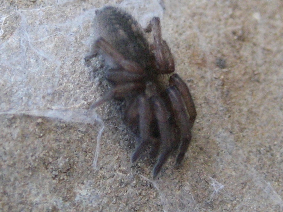 Haplodrassus sp.; Drassodes sp.